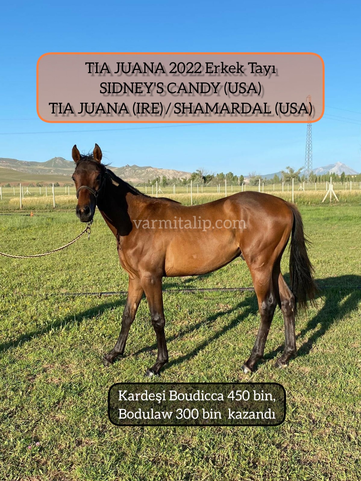 1 BUÇUKLU SIDNEY'S CANDY&TIA JUANA/SAHMARDAL  ERKEK TAYI